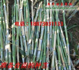 cao国产,历史、文化与现代发展的交融画卷